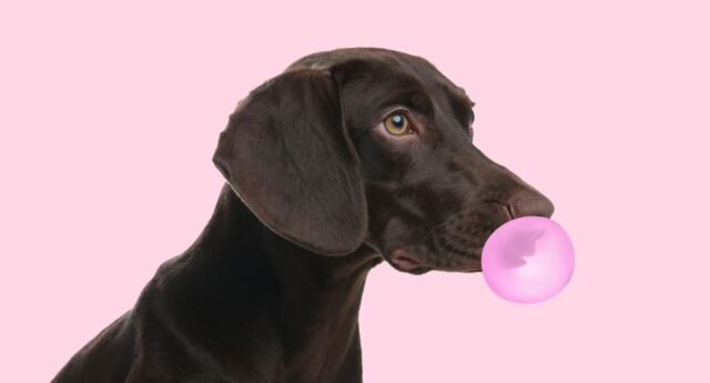 My Dog Ate Gum Featured Image My Dog Ate Gum Featured Image