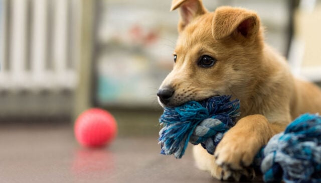 normal puppy behavior normal puppy behavior featured image