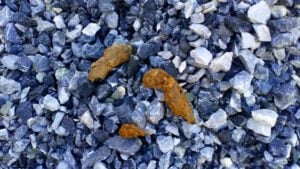 Orange Dog Poop Color