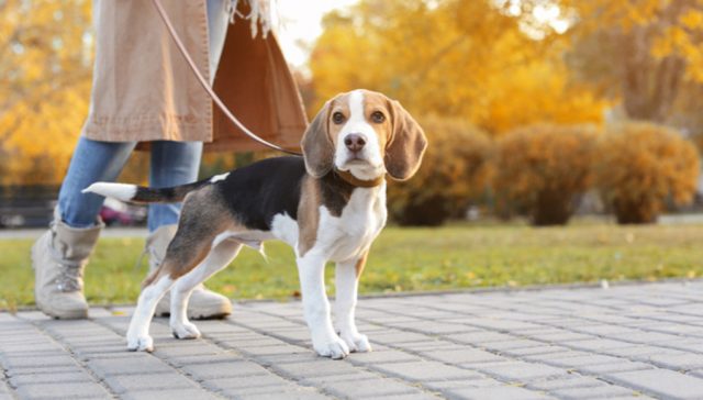 Protect dog paws on hot pavements Protect dog paws on hot pavements featured image
