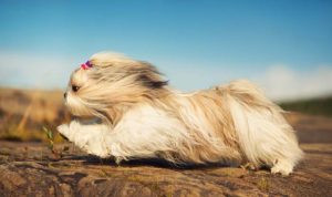 The Shih Tzu has a brachycephalic muzzle and a long, flowy hair that tends to get matted easily. They're also heat sensitive