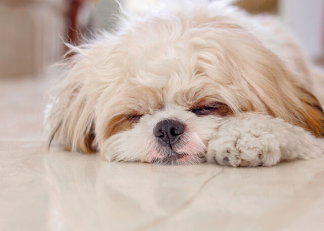 Shih Tzu sleeping habit Shih Tzu sleeping habit