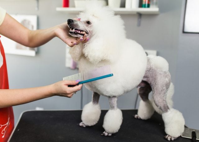 Popular Poodle Haircuts & Styles Featured Image Popular Poodle Haircuts & Styles Featured Image