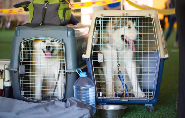Dog,Carriers,For,Air,Travel.,Husky,Dogs,Sit,In,Cages Large Dogs in Crates for Air Travel