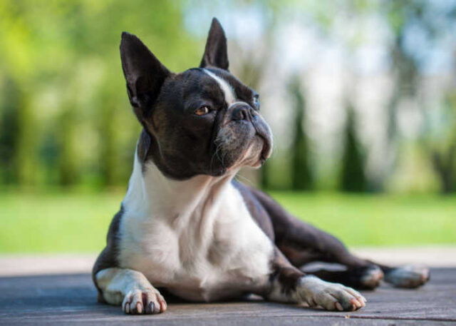 Boston Terrier Dog Breed Profile Boston Terrier Dog Breed Profile