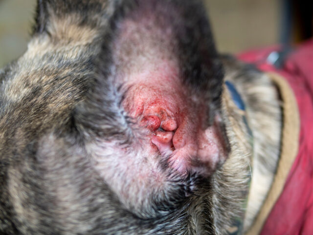 How to tell if a dog has an ear infection featured image How to tell if a dog has an ear infection featured image