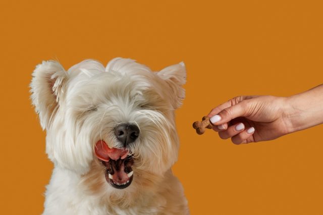 Food Allergies in Dogs Featured Image Food Allergies in Dogs Featured Image
