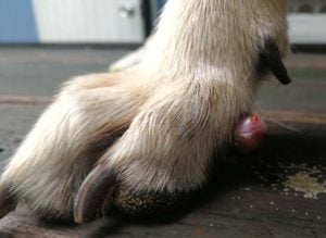 Skin Tumors are not skin tags on dogs