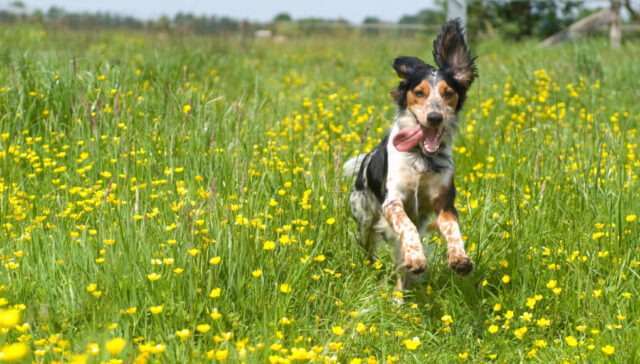 spring-fever-in-dogs spring fever in dogs