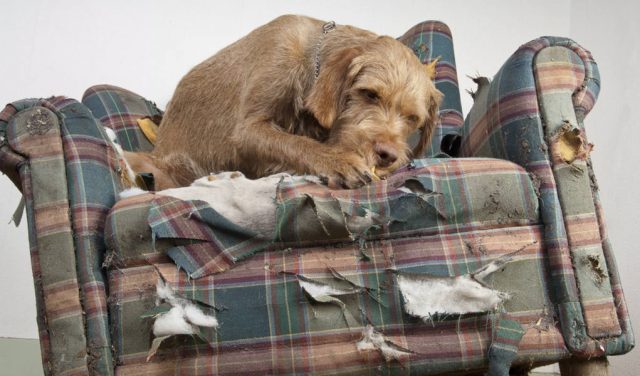 Stop Dog from Chewing Furniture and Belongings Stop Dog from Chewing Furniture and Belongings