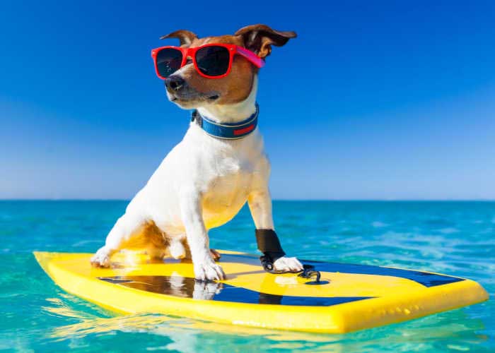 do dogs shed more in the summer