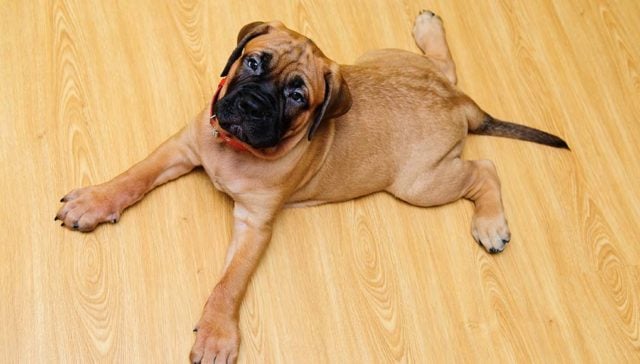 Swimmer Puppy Syndrome in Dogs Swimmer Puppy Syndrome in Dogs