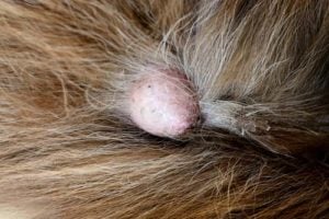 Transmissible Venereal Tumor on a dog Transmissible Venereal Tumor on a dog - possible reason of bump on a dog's private area