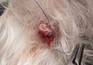 Warts/ Papilloma - possible reason of bump on a dog's private area