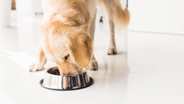 Why Does My Dog Eat So Fast Why Does My Dog Eat So Fast