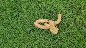 Yellow Dog Poop Color