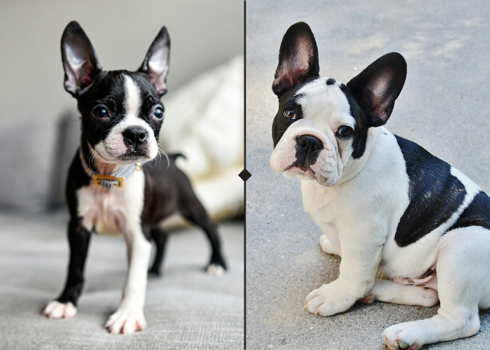 Boston Terriers and French Bulldogs look alike, except for their ears